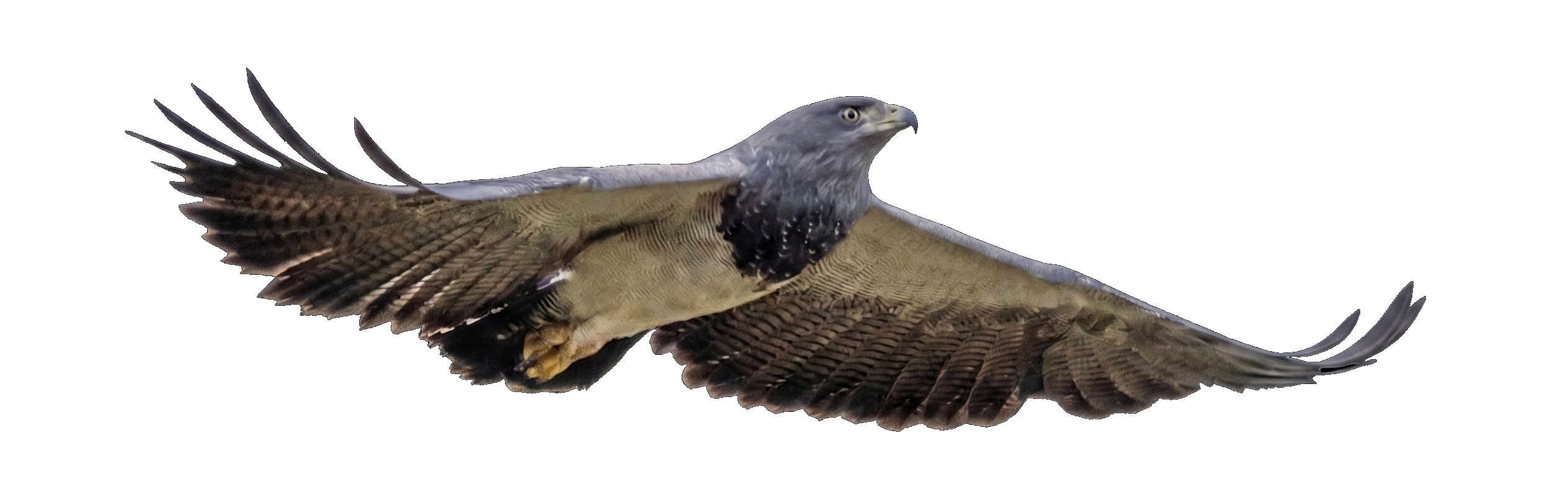 Águila mora en vuelo